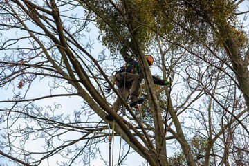 A man in a helmet and with a backpack climbs a tree to cut down mistletoe.