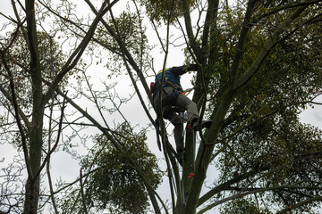 A man in a helmet and with a backpack climbs a tree to cut down mistletoe.