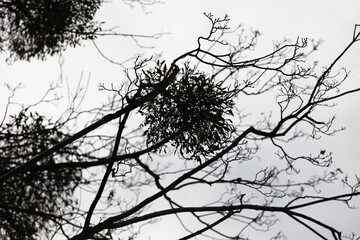 A man in a helmet and with a backpack climbs a tree to cut down mistletoe.