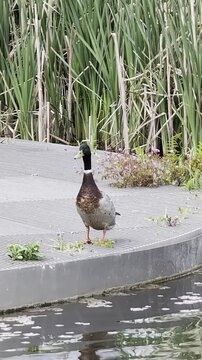 Un canard se prom&egrave;ne au bord de l'eau, puis s'envole soudainement.