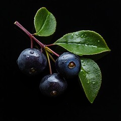 chokeberry isolated on black background