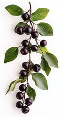 chokeberry isolated on white background