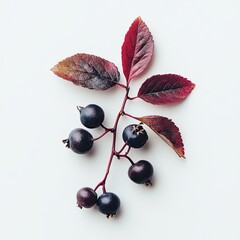 chokeberry isolated on white background