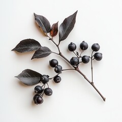 chokeberry isolated on white background