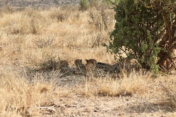 cheetahs resting in the dry african savanna under shade bush