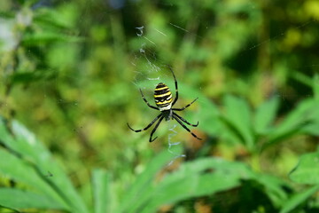 Wasp spider on web