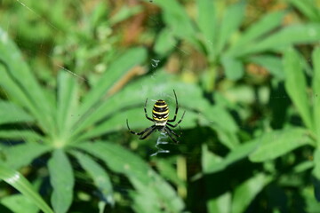 Argiope bruennichi