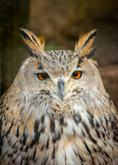 Owl with red eyes