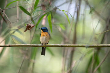 Vibrant Male Tickell's blue flycatcher perch in a lush green tropical forest. The background is well blurred with bokeh and tree branches.