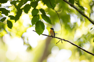 Vibrant Male Tickell's blue flycatcher perch in a lush green tropical forest. The background is well blurred with bokeh and tree branches.