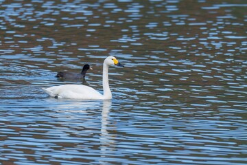穏やかな湖面をのんびりと泳ぐコハクチョウ