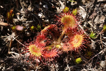 Colorful Sundew on the ground
