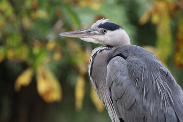 grey heron (Ardea cinerea) standing in a tree in the park