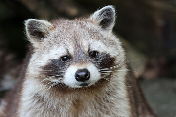 portrait of a raccoon ( cycycycylodes ) close up