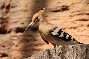 a closeup shot of a beautiful Eurasian hoopoe (Upupa epops)