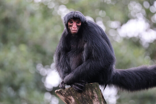 red-faced spider monkey (Ateles paniscus) in the jungle