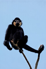 Fototapeta premium Yellow-cheeked gibbon (Nomascus gabriellae), also called the golden-cheeked gibbon on tree branch
