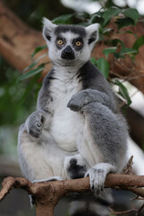 close up of an Ring-tailed lemur (Lemur Catta) close up