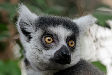 close up of an Ring-tailed lemur (Lemur Catta) close up