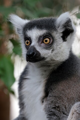 close up of an Ring-tailed lemur (Lemur Catta) close up