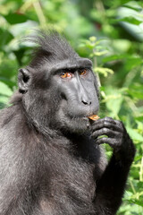 Macaca nigra close up on green blurred background