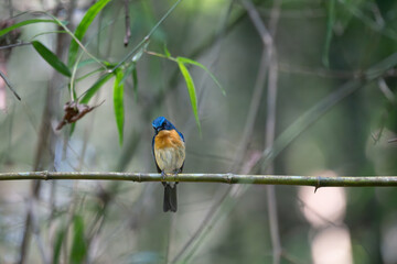 Vibrant Male Tickell's blue flycatcher perch in a lush green tropical forest. The background is well blurred with bokeh and tree branches.