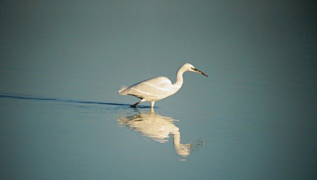 Aigrette neigeuse en train de chasser