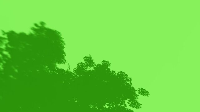 Tree shadow silhouette moving on greenscreen background for chromakey effects. Perfect for compositing, cinematic overlays, nature mood scenes, and VFX design.
