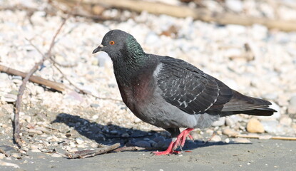 Close up pigeon on beach, birds of Montenegro