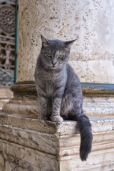 Cairo,Egypt - December 3, 2025: A cat on a column of Muhammad Ali Mosque in Cairo, Egypt