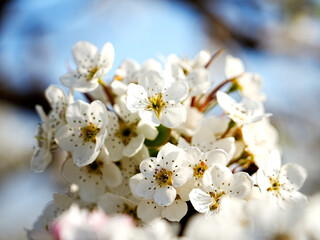 Fototapeta premium Pear flower in full bloom in spring