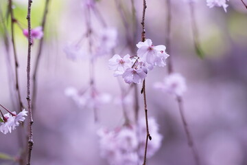 美しい桜の風景