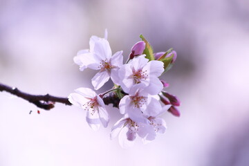 春の光を浴びて輝く桜の花