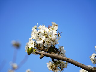 Pear flower in full bloom in spring