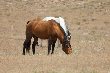 two horses grazing