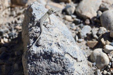 frog on a rock