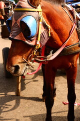 Obraz premium Close up Harness Headgear Horse with Blinders Standing Still Outdoors