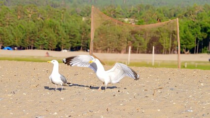 white swans on the lake. Wild, white, gray seagulls on the sandy shore of Olkhon Island, against the backdrop of green, coniferous trees.