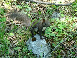 Obraz premium One small grey squirrel from Olkhon Island, with a fluffy tail, sits on a grey stone and cracks nuts.