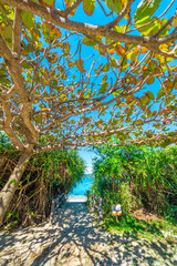 コバテイシの木陰と沖縄の海