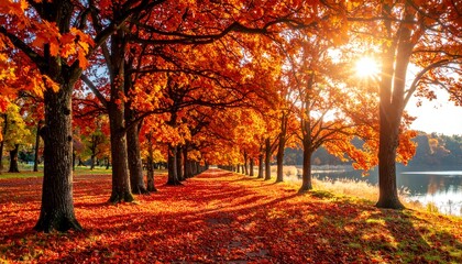 Fototapeta premium Autumnal Splendor - A Path Lined with Trees in Vibrant Fall Colors.