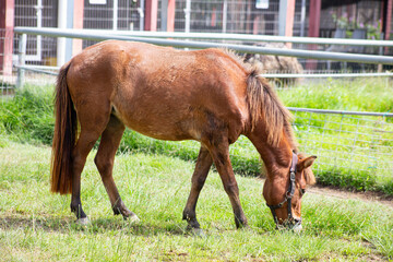 Brown horse wearing a halter, standing and grazing on lush green grass in a sunny, fenced paddock.