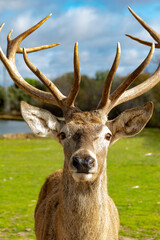 deer in the forest