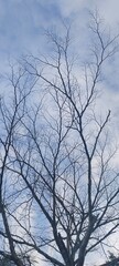 tree branches against blue sky