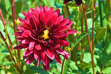 赤のダリアの花