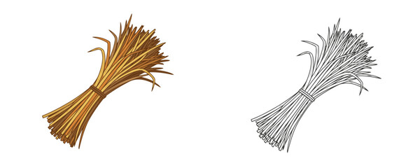 Vector illustration of a bound sheaf or bundle of dried straw or hay in two styles a colored version with brown and yellow tones and a black and white outline drawing