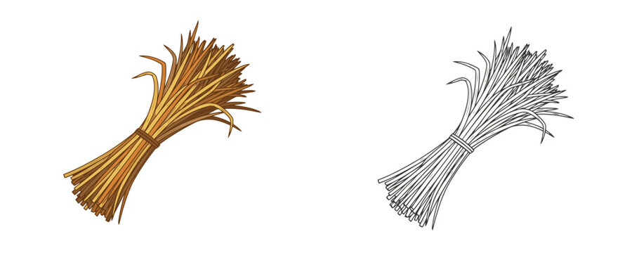Vector illustration of a bound sheaf or bundle of dried straw or hay in two styles a colored version with brown and yellow tones and a black and white outline drawing