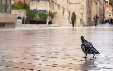 Lonely pigeon walking across stone plaza after rain in historic European old town soft morning light street photography with shallow depth of field dreamy bokeh quiet travel mood and urban solitude