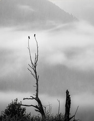 Black and white minimalist foggy mountain landscape with lone dead tree silhouette and two birds in misty wilderness serene moody fine art nature photography of solitude and quiet resilience