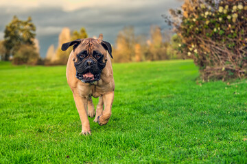 025-12-05 LARGE FAWN COLORED BULLMASTIFF TROTTING TOWARDS THE CAMERA WITH EARS UP AND FOOT OFF THE GROUND AND A BLURRED BACKGROUND ON MERCER ISLAND WASHINGTON